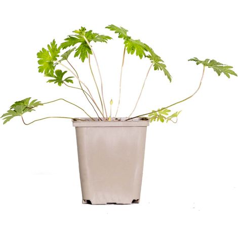 Bloomique - Geranium Johnsons Blue – Géranium vivace – Fleurs bleues – Rustique – Hauteur 10-20 cm – Pot 9x9 cm