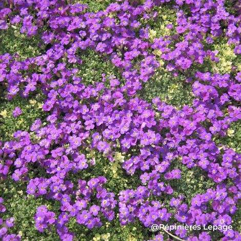 3 Aubriètes 'Silberrand' (Aubrieta 'Silberrand')