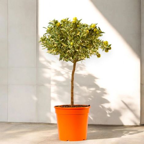 Gardenaria Calamondino Variegato - Citrus × microcarpa 'Variegata' - Pianta di agrume da frutto in vaso - Altezza: 70/80 cm (vaso 22) (1/5)
