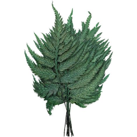 Felce stabilizzata - Piuma di struzzo - Verde
