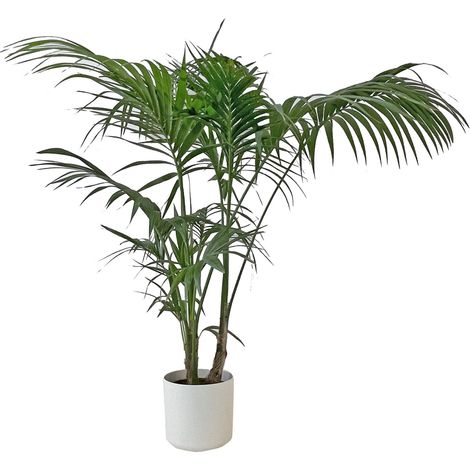 Howea Forsteriana Kentia con Eco-Vaso Round White - Palma da Interno Vera - Pianta Tropicale - H 170-180 cm Vaso Ø 24 cm (1/4)