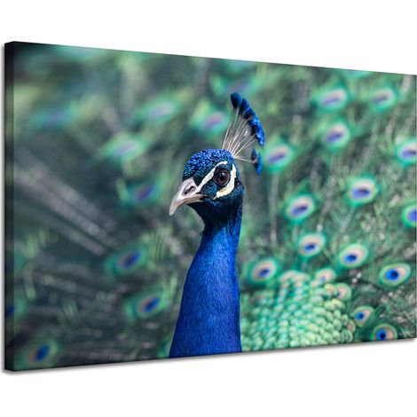 Toile imprimée Animaux Paon coloré 120x80 cm Oiseau Paon indien