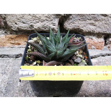 Haworthia limifolia 8 cm, cactus, pianta grassa