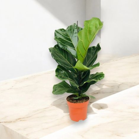 Gardenaria Ficus lyrata - Pianta da interno ornamentale - Altezza: 100 cm (vaso 27) (1/5)