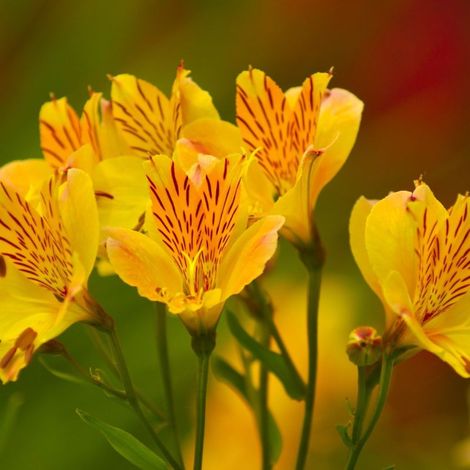 Pépinières Naudet – Alstroemères 'Layon' – Plante vivace fleurie jaune – Hauteur 61-90cm – Excellente rusticité jusqu'à -15°C – Floraison de juin à octobre