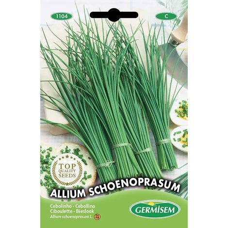Allium Schoenoprasum Graines de Ciboulette 2 g EC1104 Multicolore (1/5)