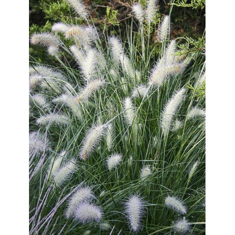 Herbe aux écouvillons 'Piglet' Godet de 8/9 cm (1/2)