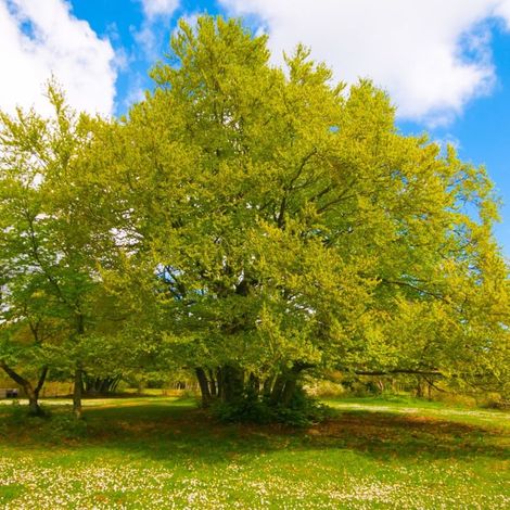 Pépinières Naudet – Hêtre commun (Fagus sylvatica) – Arbre à feuillage dense – Taille 20/40cm – Adapté à divers sols et climats – Idéal pour haies et ombre (1/4)