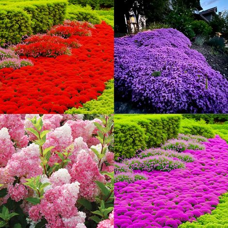 10,000 Pink Thyme Seeds + 10,000 Red Thyme Seeds + 10,000 Purple Thyme Seeds + 100 Pink Hydrangea Seeds — Sow Outdoors