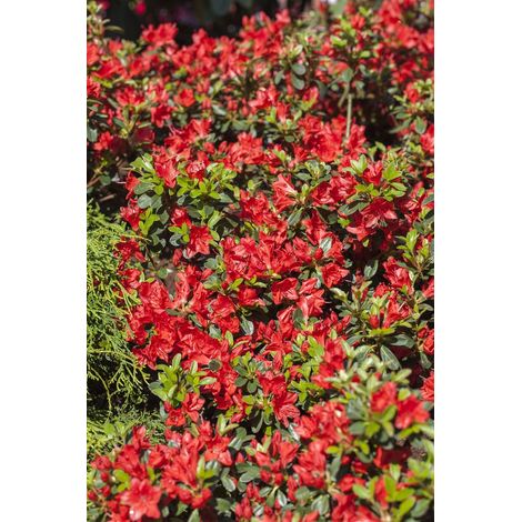 Japanische Azalee 'Juliette'® Rhododendron obt.'Juliette' -R- C 2 15- 20 (1/3)