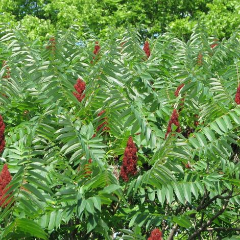 Sumac de Virginie, Rhus/Pot de 15L