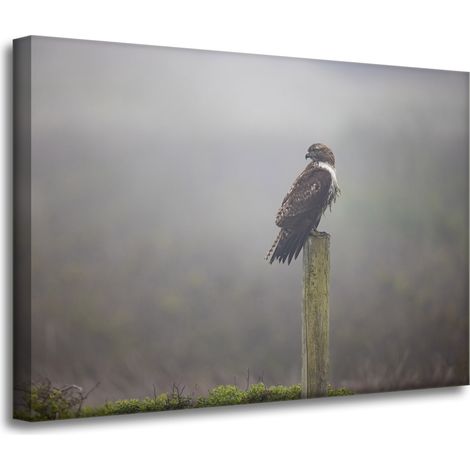 Stampa su tela Animali Uccello Falco 70x50 cm