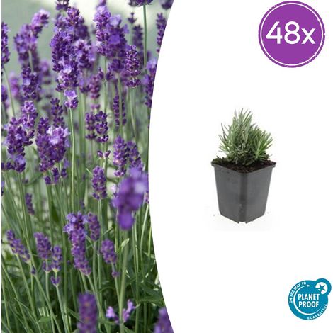 Lot de 48 Lavandes Vraies Dwarf Blue - Lavandula Angustifolia - Fleurs Bleues - 10-25 cm - Ø 9 cm - PANGIVO (1/5)