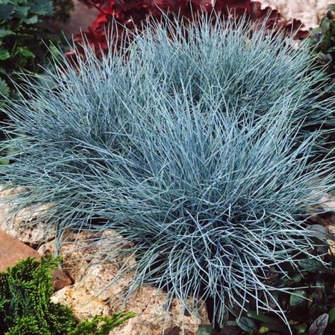 1 PIANTA DI FESTUCA GLAUCANTHA COMPACT BLUE VASO 10CM PERENNE (1/2)
