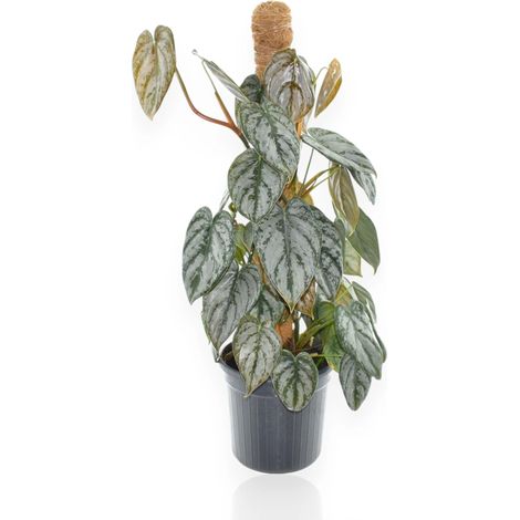 Gardenaria Philodendron brandtianum - Pianta da interno ornamentale - Altezza: 30 cm (vaso 12) (1/5)