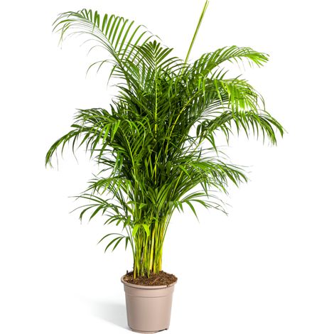 Palmier Areca Dypsis Lutescens Plante Verte d'Intérieur Tropicale Ø27cm H150-170cm - PANGIVO (1/5)
