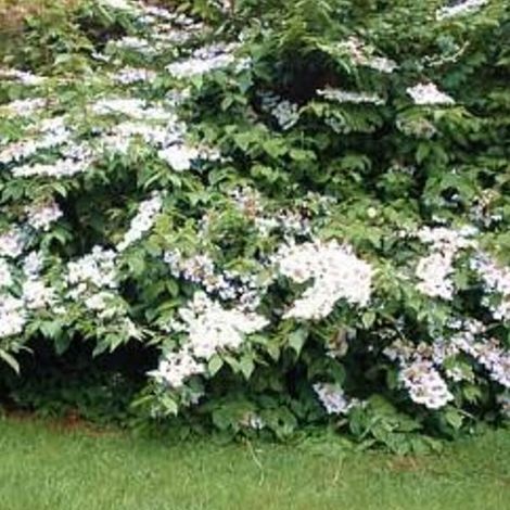 Viorne de Chine Lanarth – Viburnum plicatum – Arbuste d'ornement à floraison blanche – Hauteur 2m – Feuillage automnal pourpre – Clematite.Net