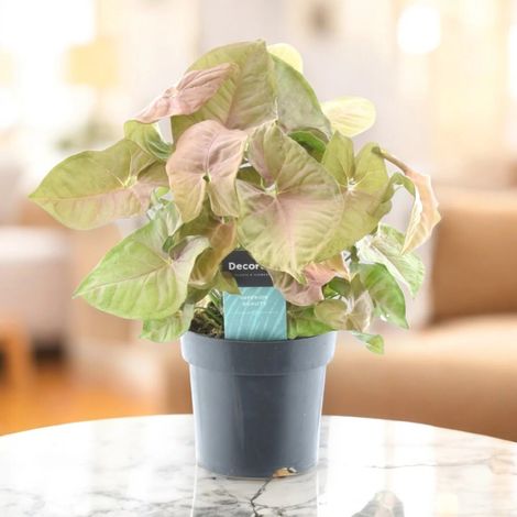 Gardenaria Syngonium 'Red heart' - Pianta da interno ornamentale - Altezza: 30 cm (vaso 14) (1/5)