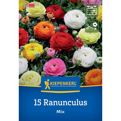 Kiepenkerl Herbstblumenzwiebel Ranunkel Mischung 15 Pflanzen (1/2)
