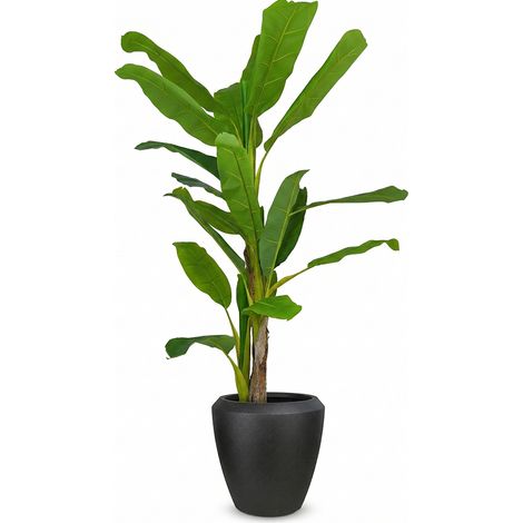 Pianta di Banano Artificiale 210 cm con 3 Tronchi in Legno e Foglie PE Set Completo di Vaso Caspò Nero Effetto Grafite Design Sfaccettato, Arredo Tropicale Realistico Casa e Ufficio