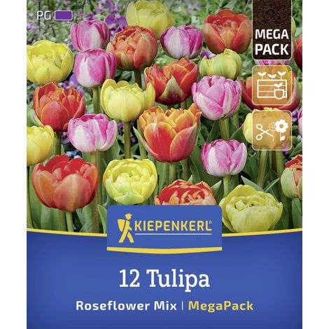 Kiepenkerl Herbstblumenzwiebelmischung Mega-Pack Gefüllte Späte Rosentulpen 12 Stück (1/2)