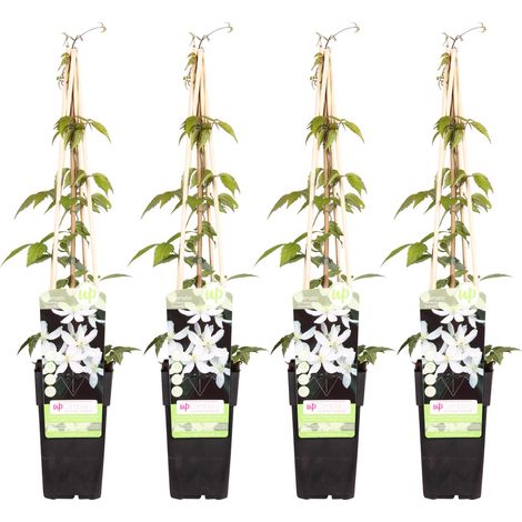 Lot de 4 Clématites Montana Grandiflora Plantes Grimpantes Fleurs Blanches Parfumées 65 cm - PANGIVO (1/2)