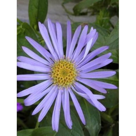 Aster de Frikart 'Wunder von Stäfa' Godet de 8/9 cm