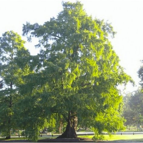 Cyprès chauve (Taxodium distichum)