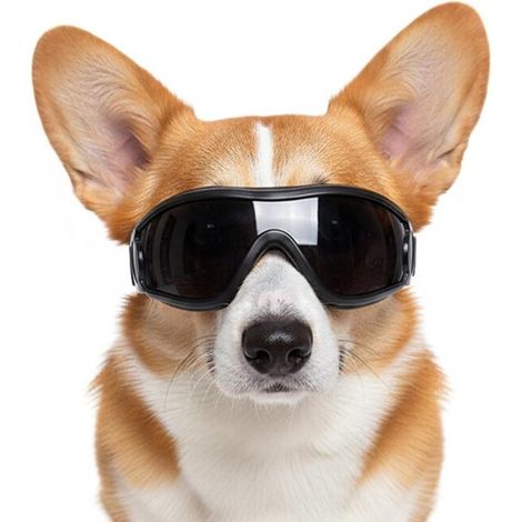 Lunettes pour chien - Lunettes de sécurité pour animaux - Protection extérieure - Protection UV et coupe-vent - Chiens de petite et moyenne taille - Monture noire et grise (1/5)