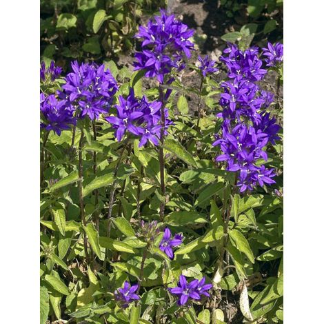 Campanule à bouquets 'var. dahurica' Pot de 2L/3L (1/2)