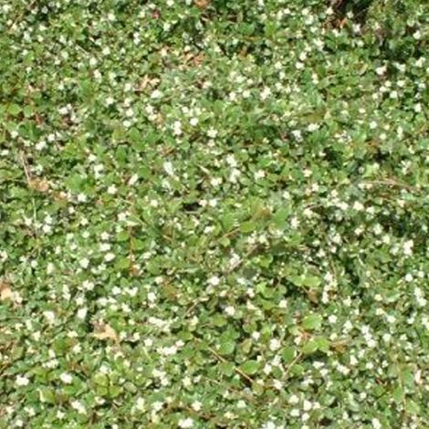 Cotonéaster de Dammer 'Major' - 20-30 cm pot