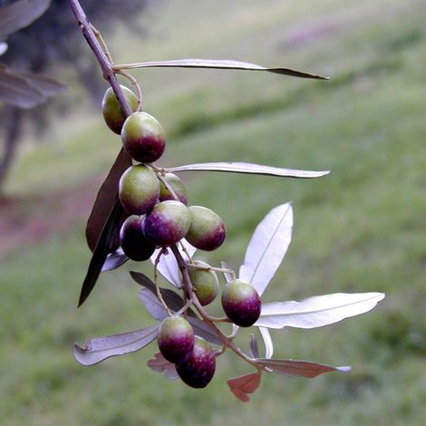 PIANTA DI ULIVO CORONCINA in vaso 20/fitocella età 2/3 anni (foto reali)