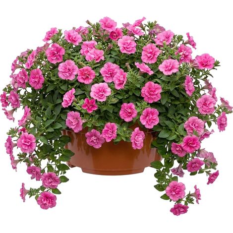 Garronda Blumentopf rund Pflanzschale Ø25 x 11,5 cm (4,7 L) Kunststoff mit Drainage Pflanzgefäß für Wurzelpflanzen Zwiebelpflanzen Garten Anzucht Innen Außenbereich Terrakotta GD-0207 (1/5)