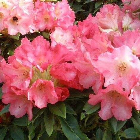 Rhododendron 'Surrey Heath' - Rhododendron en pot de 25 à 30 cm