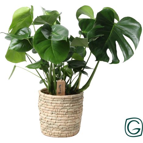 Monstera Plante d'Intérieur avec Panier en Palmier Ø21 cm Hauteur 60 cm Décoration Tropicale - PANGIVO (1/5)