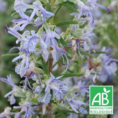 Romarin officinalis Sardaigne BIO/Godet