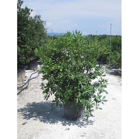 Gardenaria Pittosporo - Pittosporum tobira - Arbusto ornamentale da giardino - Altezza: 35/45 cm (vaso 18) (1/5)