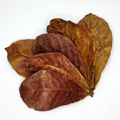 Hoja de almendro indio para acuario (1/5)