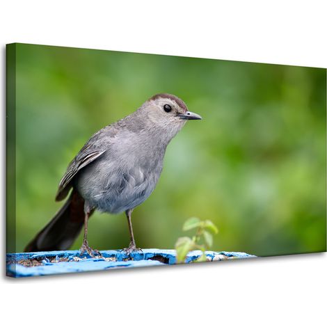 Lienzo impreso con animales: Pájaro sentado, 100x60 cm.