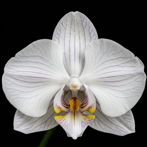 OFFERTA ORCHIDEA PHALAENOPSIS MANTA +  VASO ELHO VIBES FOLD ORCHID 12CM (1/2)