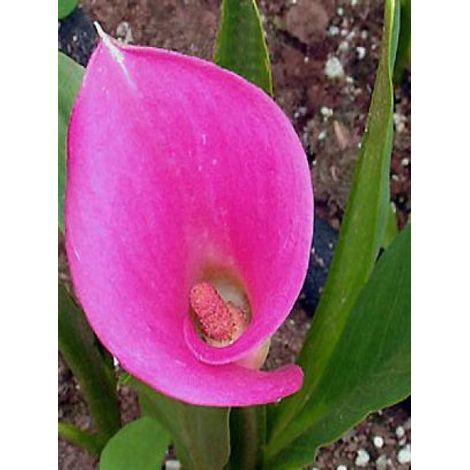 Arum 'Rehmannii' Bulbe calibre 14+ (par 3)