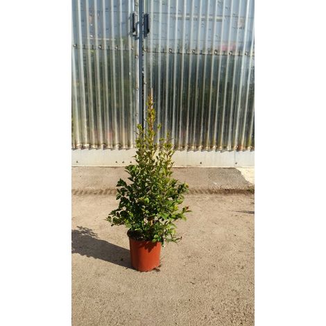 PIANTA DI EUGENIA MYRTIFOLIA NEW PORT IN VASO CM 24 altezza 70 cm (foto reali)