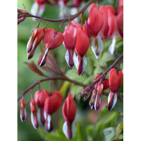 Coeur de Marie 'Valentine' Pot de 2L/3L