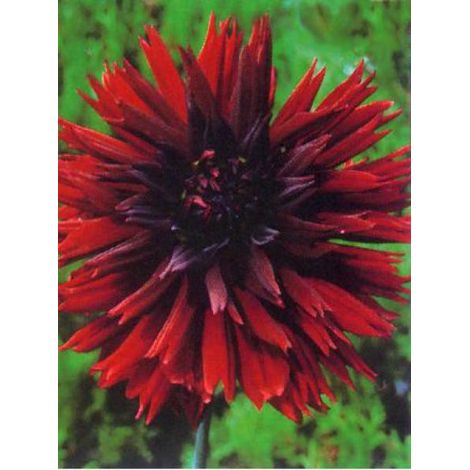 Dahlia Gpe dentelles ''Black Touch'' Bulbe calibre I (1/4)