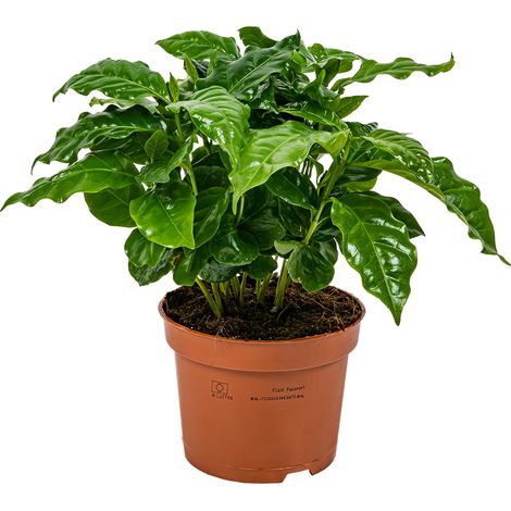 Bloomique - Coffea Arabica - Caféier - Plante d’intérieur - Dépolluante - Hauteur 20-30 cm - Pot 12 cm