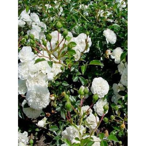 Rosier couvre-sol 'Swany' Pot de 3L/4L