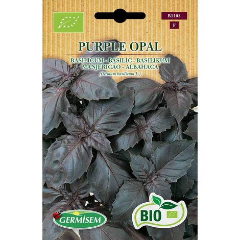 Bio Graines Basilic PURPLE OPAL
