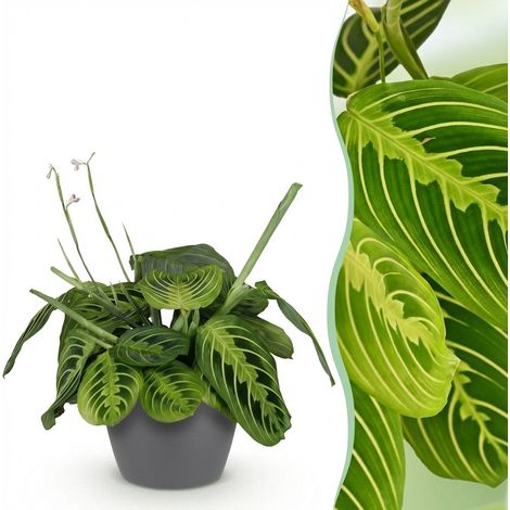 Plante d'intérieur Maranta Fascinator Lemon Lime - Plante de prière avec Pot Gris - 25 cm - PANGIVO (1/5)