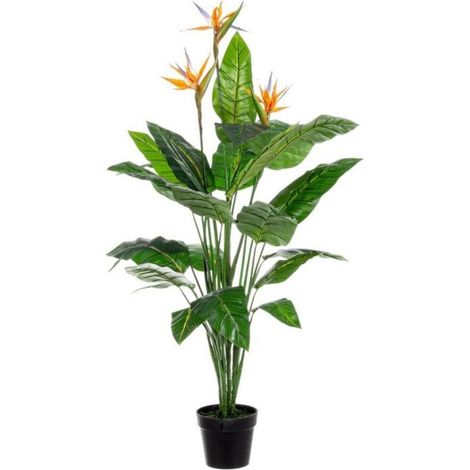 Planta esterlitzia en maceta 600x300x240