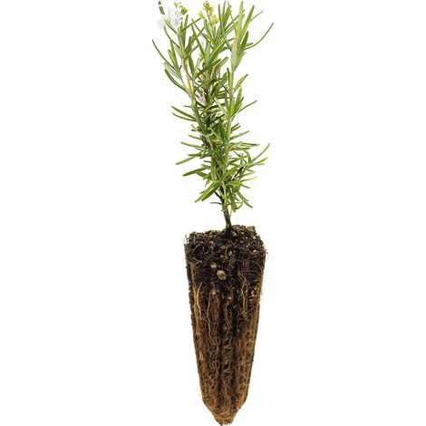 Rosmarinus officinalis erectus cv. "alba" - rosmarino eretto fiore bianco - alveolo forestale (1/2)